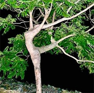 Arbre qui danse